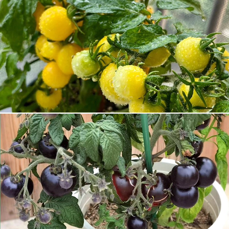 3 dwarf yellow + dwarf black trees each