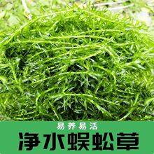 ��Ʒ�|���ݾGɫ�~��ˮ�݃���ˮ�|���r����ˮ�ݾW�t�M�ϾG��ˮ��