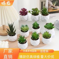 ミニチュアの多肉の卸売りの小さい盆栽の植物の置物をシミュレーションします。