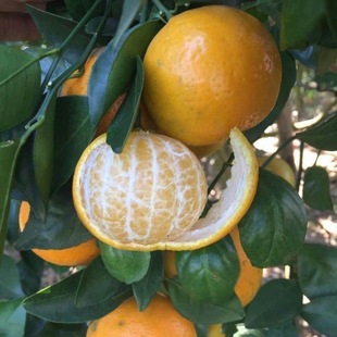 ����ո̘�̨��85-1���͗ո���o�����̼޽��J�̽��Ә��箔��Y��