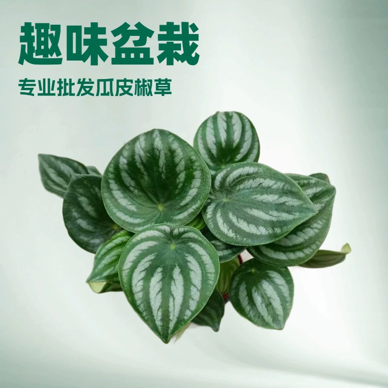 Поставка разноцветных нефритовых растений в маленьких горшках, подходящих для офиса и дома, многолетних цветов, зеленых растений для сада в стиле «арбузная кожа» и рассады.