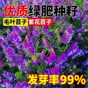 �G�ʷN�����ӷN�L��ëҰ�㶹�N�ӹ��@�ϻ����B����Դ�ݷN��ë����