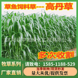 Hybrid High-Yielding Grass Seeds, Sudan Grass Seeds, Four-Season High-Yielding Pasture Seeds for Pigs, Cattle, Sheep, Fish and Rabbit Grass Seeds