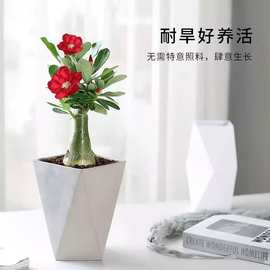 沙漠玫瑰盆栽老桩重瓣花卉绿植喜阳耐晒耐热室内阳台花苗