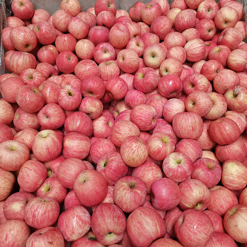 Yantai Crystal Red Fuji Apple Crisp, Juicy, Sweet and Delicious Fresh Fruit Rock Candy Xin Qixia Apple Wholesale Yantai Crystal Red Fuji Apple Crisp, Juicy, Sweet and Delicious Fresh Fruit Rock Candy Xin Qixia Apple Wholesale