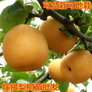 梨树苗嫁接果树苗盆栽特大砀山梨秋月梨南北方地栽梨树当年结果苗-阿里巴巴