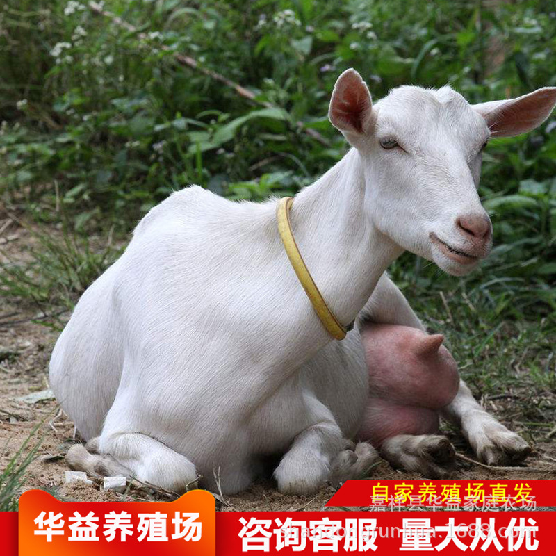 河北奶山羊包运输 出售关中奶山羊奶羊 挤奶羊 活羊莎能奶山羊