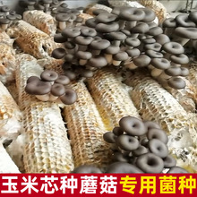 玉米芯棒种植蘑菇菌种栽培家庭养殖食用平菇猴头接种DIY三级基地