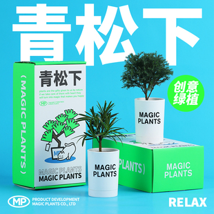 神奇植物青松下雾松发财树放青松四季绿植小盆栽室内桌面创意礼物-阿里巴巴