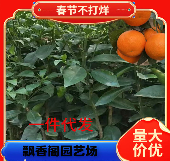 基地批发砂糖桔苗果树苗无核砂糖橘苗沙糖桔苗橘子苗当年结果
