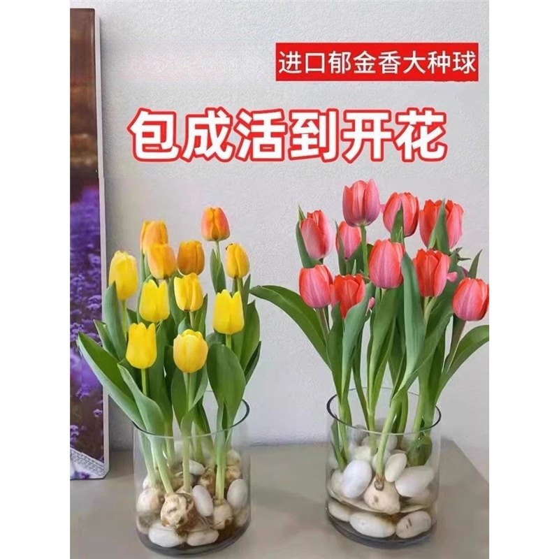 Mixed tulip 2 large bulbs + nutrient solution + fertilizer