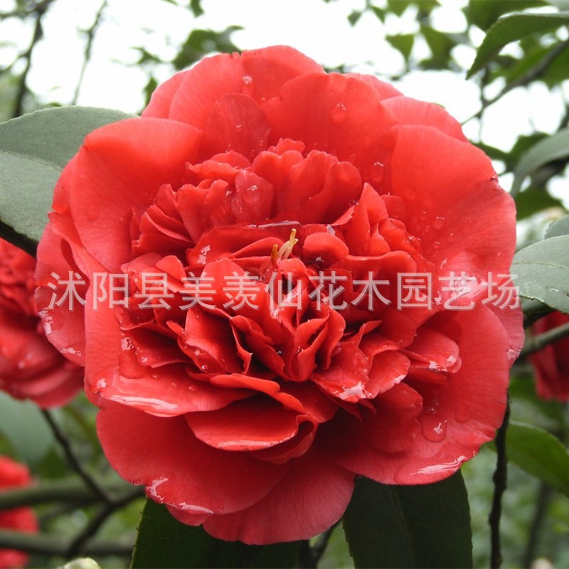Las plantas en macetas de semillas de camelia se pueden sembrar en cuatro estaciones, 24 colores opcionales, 5 rosas Sai