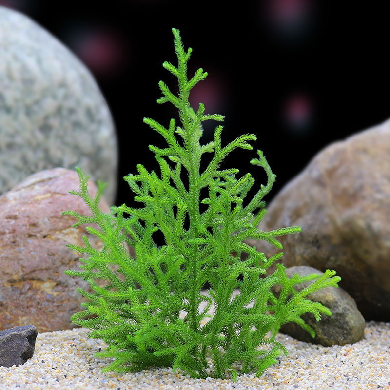 fish tank Aquatic herb Lazy man living thing Low temperature moss and lichen ecology Rain Landscaping Negative Independent