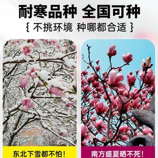 ���m����t���S�����m����ͥԺ�ļ��_���ͺ��ͺ�����ֲ��V���m��