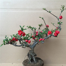 �L�۹ں��� �����辰÷���䘶�ذ�t�����Ļ� �t÷���� �ͺ�ֲ��