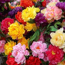 代发牡丹花种子室内外庭院栽种芍药种子大花重瓣花卉籽绿植物盆栽