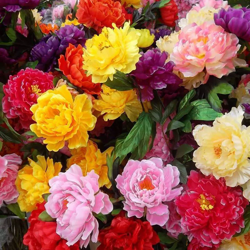 Семена пиона от имени цветов