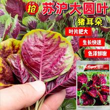 KA~t{˷NӴ̨ļͺ͝h˻t{߲