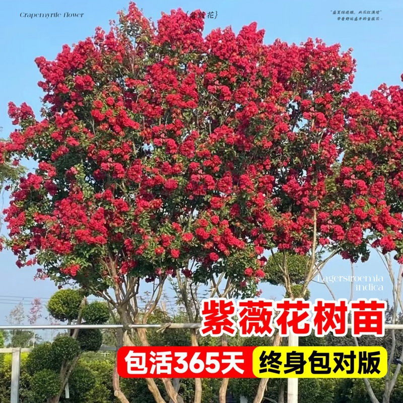 紫薇花树苗盆栽百日红花卉庭院老桩别墅室外绿化植物庭院大苗四季