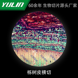 Bark Cross-cut Microbial Specimen Microscope Biological Slicing University Teaching Experimental Instrument Scientific Research Slide