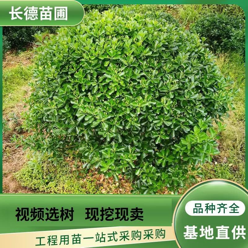 基地直供海桐球 精品海桐球批发 四季常青 盆栽灌丛花坛常绿灌木