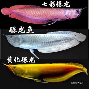 �߲��y���~�Ꭷ�����~�t���~���͟Ꭷ�^�p�~�S���y���~����