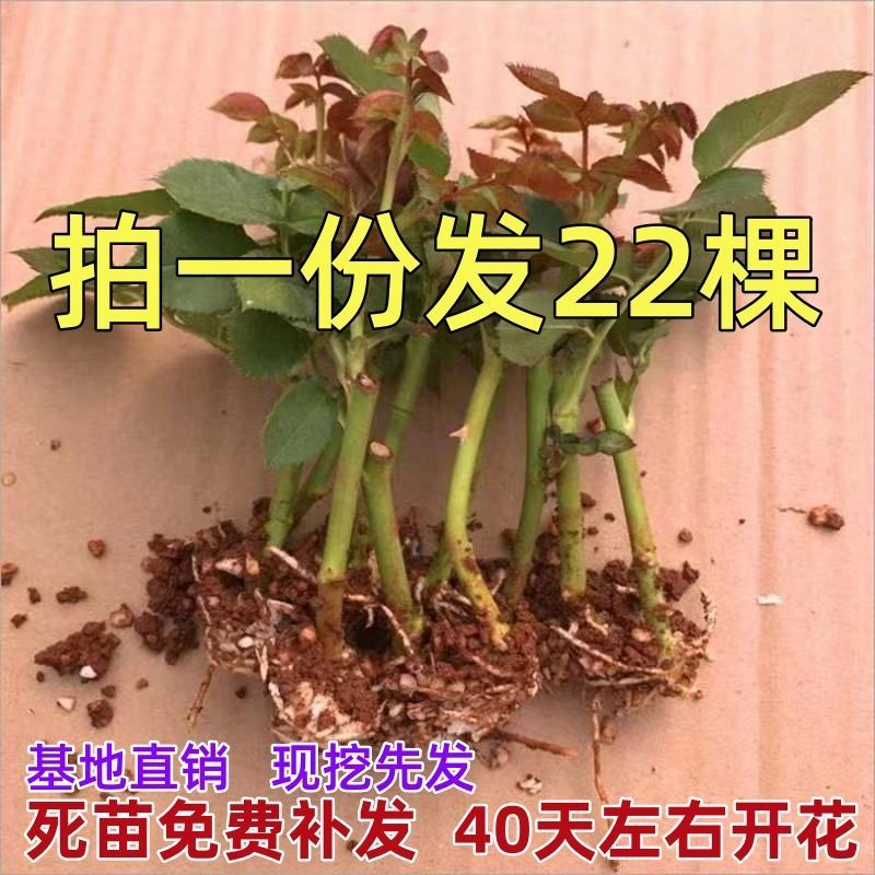 玫瑰花苗树苗月季小苗四季开花大花月季扦插苗室内外阳台好养活