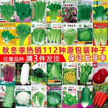 �ļ��߲˷N���m���ﲥ�Nֲ���������˲����}���̨���ѷN�ݴ�ȫ