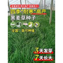 ݷNӷNļͺݷNBֳuţ~ݷN