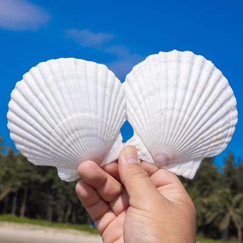 tb_image_share_1731977399388.j