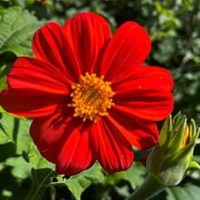 墨西哥葵种子四季易种室外庭院阳台盆栽易活花种工程绿化观赏花卉