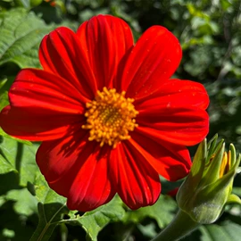 种子;一二年生花卉