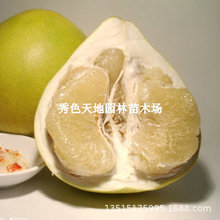 基地批发柚子树苗三红心蜜柚地栽南北方种植结果嫁接沙田柚子苗树