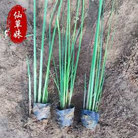 水葱苗水生植物绿化花卉水葱湿地种植水葱花苗常绿植物水葱小苗