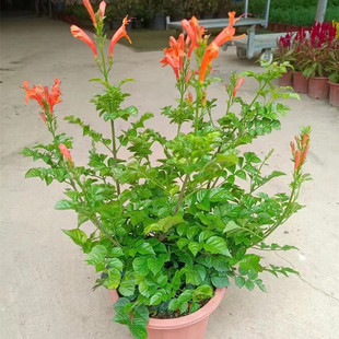 ��������������Ԏ�����ͥԺ����ͺ�������������Ԯľ���Gֲ����