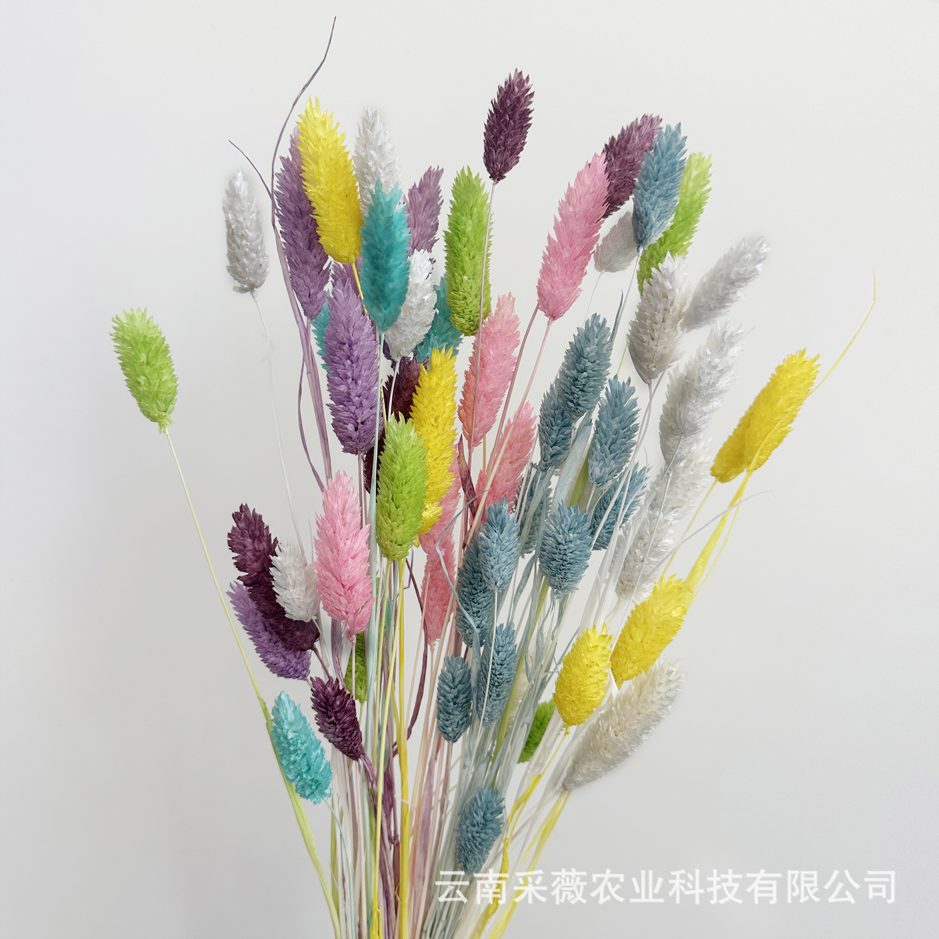 [Fleur séchée gemme herbe] Gem herbe séchée fleur arrangement de fleurs bricolage avec foin de fleur