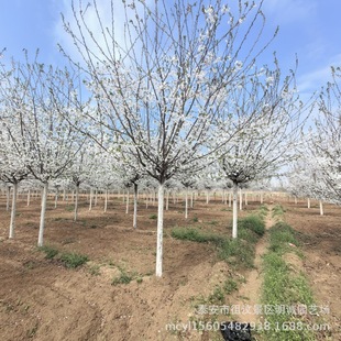 Multiple Specifications of Okazaki Yoshino Cherry Blossom Base Shipped Greening Landscape Trees Garden Scenery Street Trees