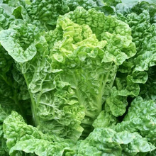 ~偰ײ˷N~ײ＾A߮aײͺ߲˷N