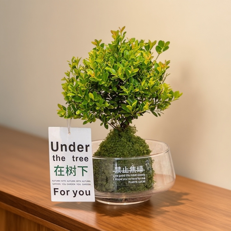 Hydroponic Indoor Plants Are Easy to Care For, Small-Leafed Red Nanmu, Easy-To-Grow Small Green Plants for Office Desks, Glass Containers Hydroponic Indoor Plants Are Easy to Care For, Small-Leafed Red Nanmu, Easy-To-Grow Small Green Plants for Office Desks, Glass Containers