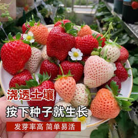 四季奶油草莓种子食用香甜大果草莓新手易种阳台盆栽水果蔬菜种籽