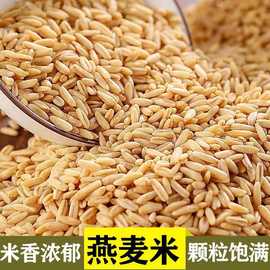 东北产燕麦米 农家自产五谷杂粮粗粮 现货供应518克罐装燕麦米