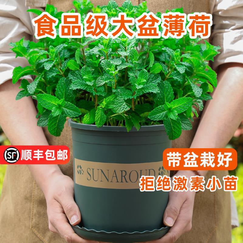 Large Pot of Mint Potted Edible Large Seedlings Indoor Mosquito Repellent Green Plant Rosemary Four-Season Herb Plant Catnip Leaves Large Pot of Mint Potted Edible Large Seedlings Indoor Mosquito Repellent Green Plant Rosemary Four-Season Herb Plant Catnip Leaves