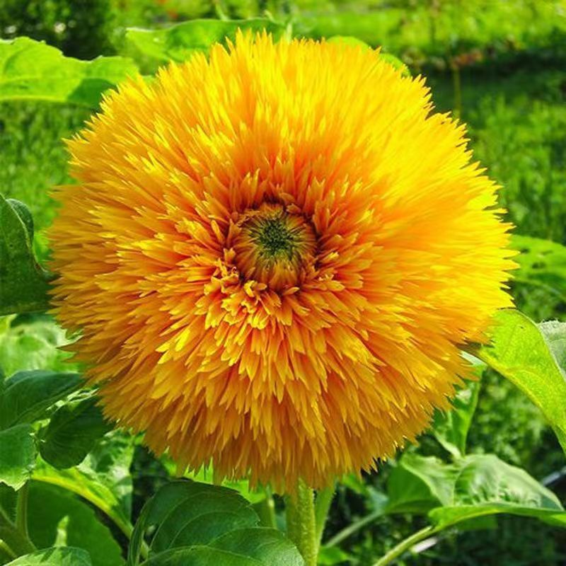 Venta al por mayor de semillas de flores y plantas eustoma malvarrosa peonía cobre dinero hierba margarita rosa sol peonía flor combinación de flores
