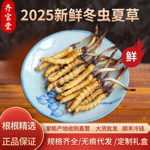 2025�^�����r���x�Ĳ� ���������x�� ���r���x�ĲݶY�Юa��ֱ�l