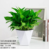 Green Potted Plant Plant Plant Plant Flower Green Plant Water Pei Changtang Hanging Large Green Bad New House to absorb formaldehyde