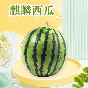 ����������� ���l3/5/9��ɳȿ���ı�Ƥ���Ϯ�����������rˮ��