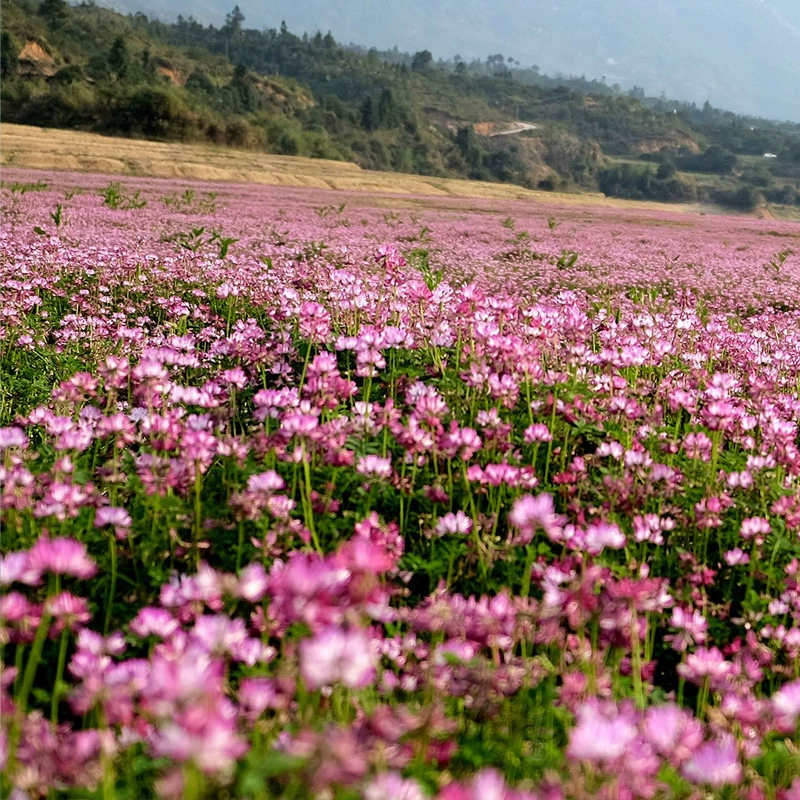 Китайское молоко Вика Семена Озеленение семян Молоко Вика Семена Пчеловодство мед источник сафлоровой травы Семена садовых семян