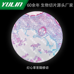 Transverse cutting of stem and pith of rushinus rushi Histopathology paraffin slide specimen microscope