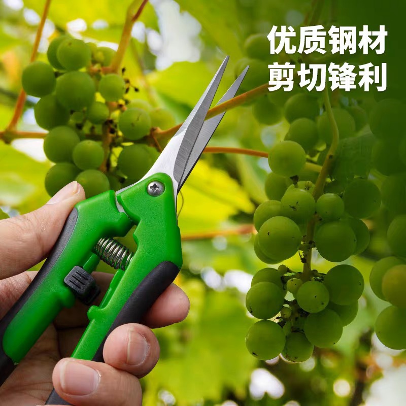 不锈钢园林剪 户外便携葡萄剪 盆栽瓜果树枝修枝剪刀粗枝枝条绿色