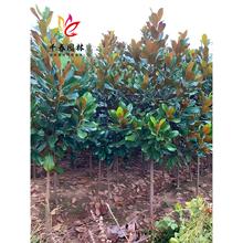 广玉兰树苗庭院园林行道耐寒四季常青绿化风景大树荷花广玉兰花树